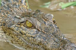 Crocodile watching and river safari
